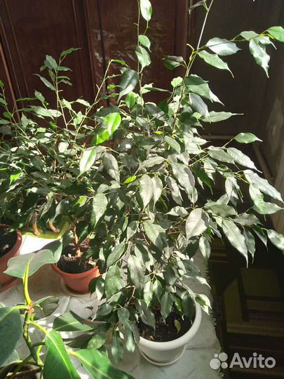 Комнатные цветы шефлера