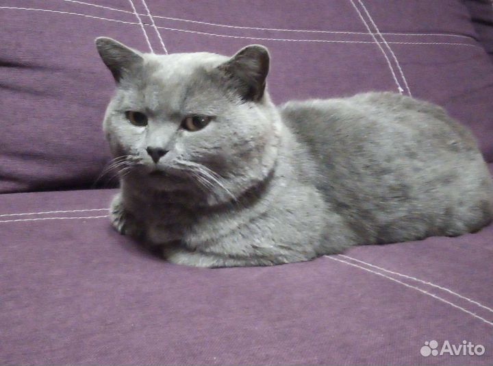 Вязка с британцем
