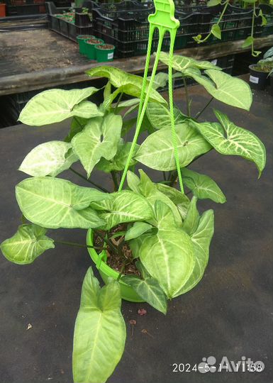 Сингониум Батерфляй