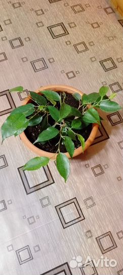 Фикус Бенджамина