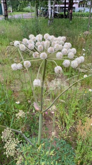 Участок 12,3 сот. (СНТ, ДНП)