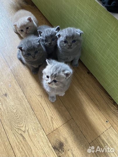 Британские вислоухие котята