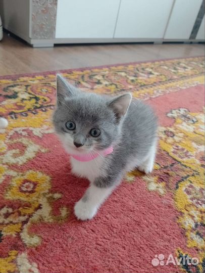 Кошка в дар бесплатно
