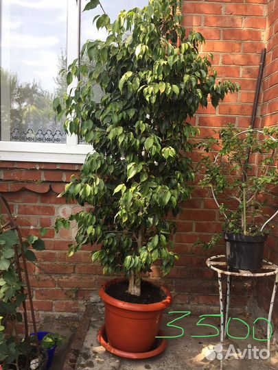 Продаются цветы