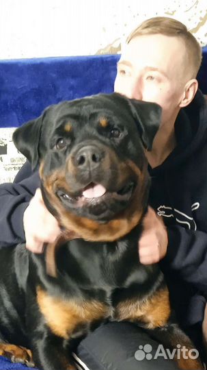 Ротвейлер вязка