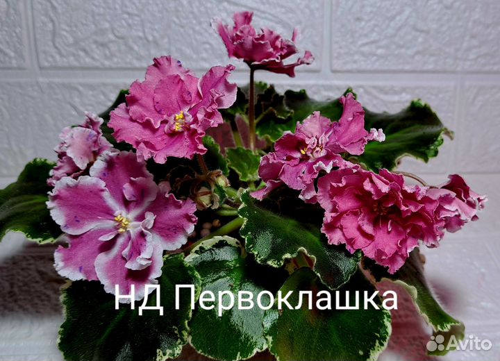 Сортовые фиалки