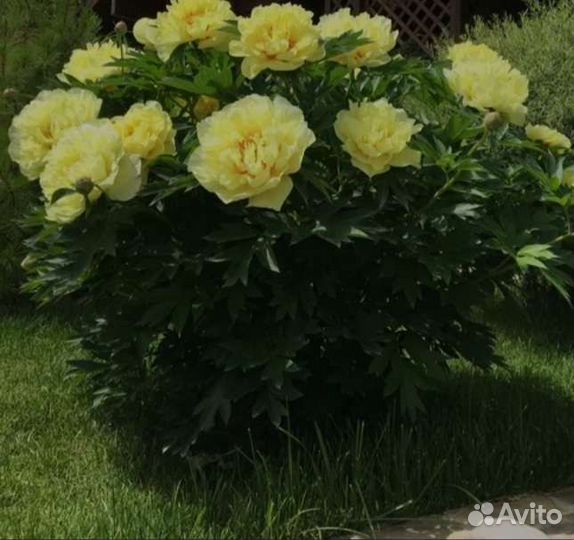 Многолетние цветы пионы