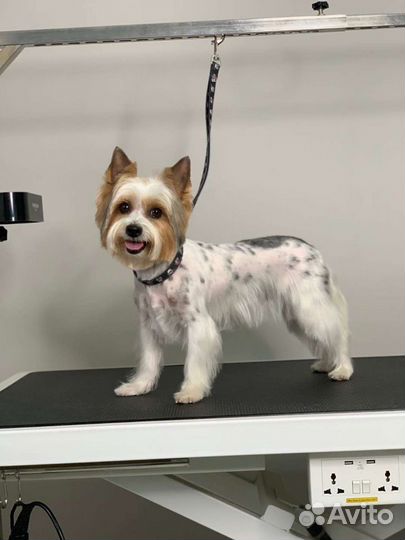 Стрижка собак и кошек