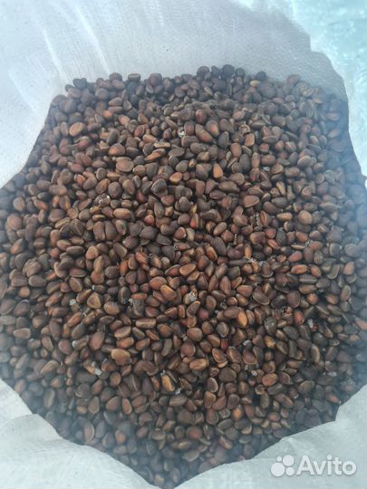 Орех кедровый