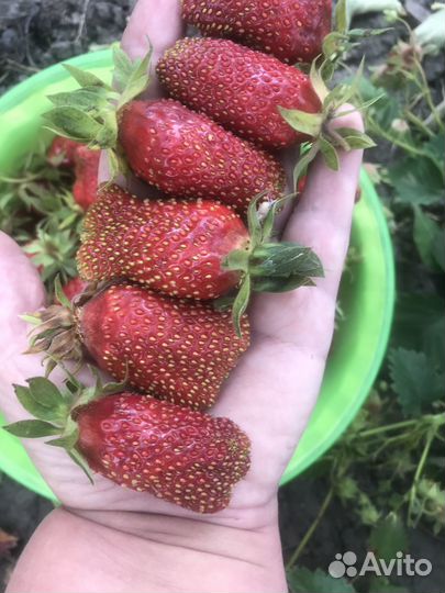 Саженцы клубники (земляники)