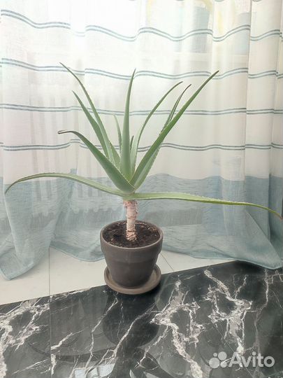 Алоэ лечебный