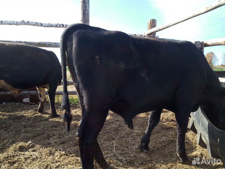 Бычки мясного направления