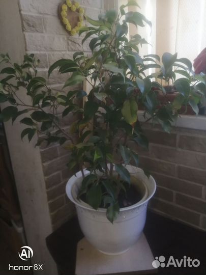 Фикус бенджамина