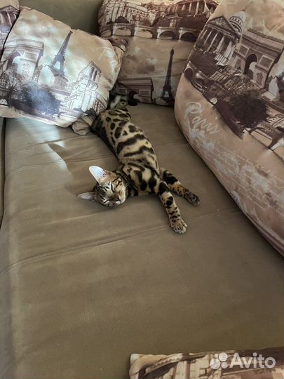 Бенгальского кота продам