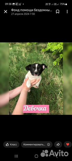 Щенок в добрые руки
