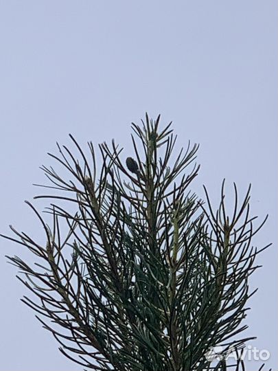 Саженцы орехоплодной сосны Жерарда