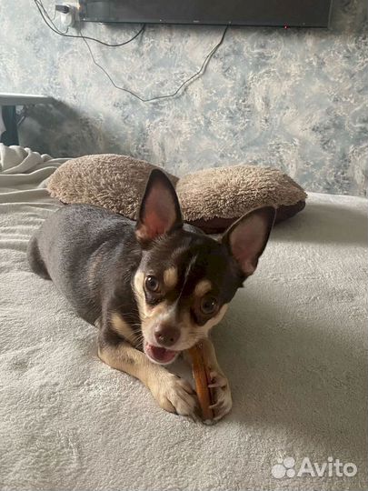 Бычий корень для собак. Одобрен врачами