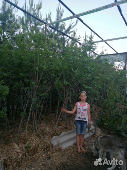 Клён Ясень золотистый Ланцетный с комом земли