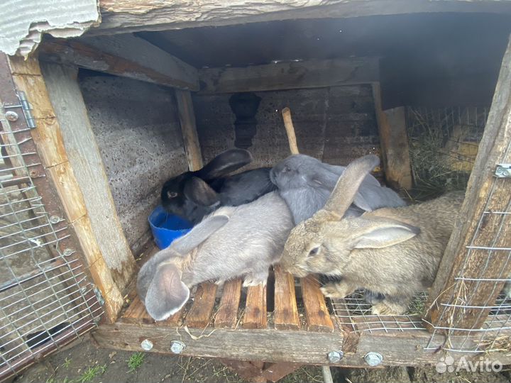 Кролики на разведение
