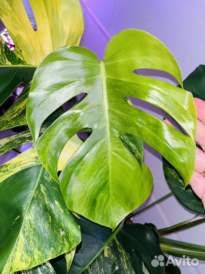 Монстера Еллоу Сплэш/Monstera Aurea/Yellow Splash