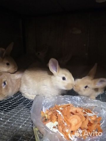 Крольчата бургунцы объявление продам