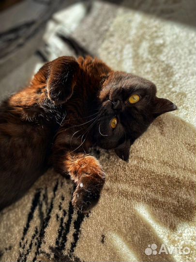 Котик на вязку