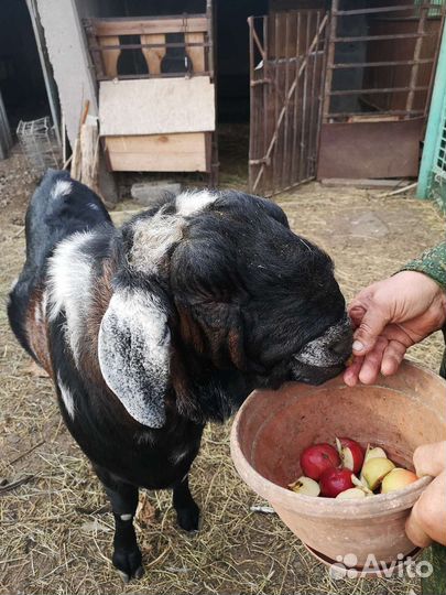 Продам 100%Англо нубийских коз