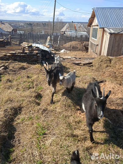 Продам коз