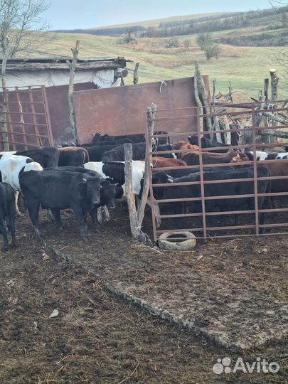 Телята мясной породы бычки