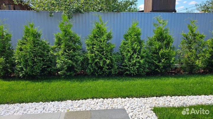 Рулонный газон «Дачный»