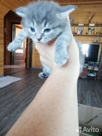 Котик бобтейл