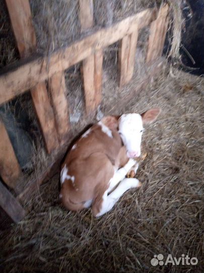 Телята телочки