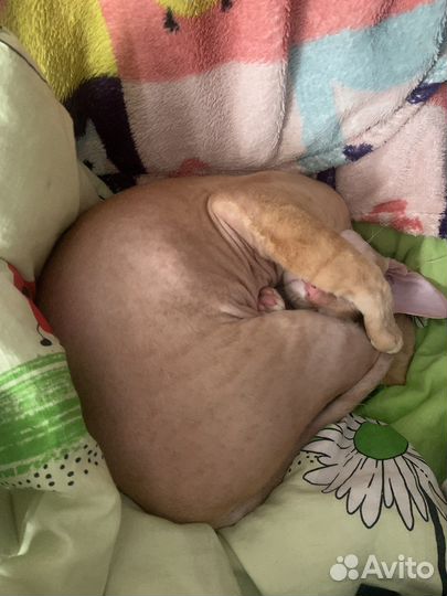 Донской сфинкс вязка