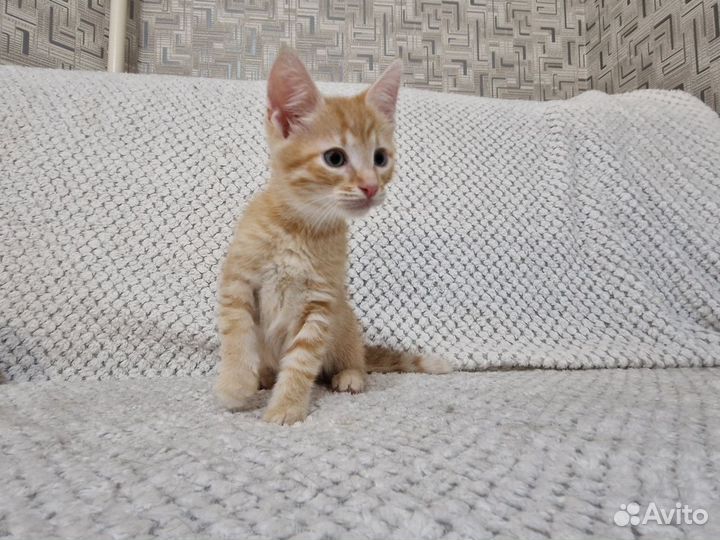 Рыжики в добрые руки