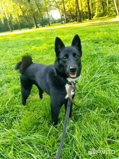 Передержка собак/кошек, выгул, зооняня