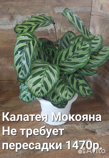 Нефролепис