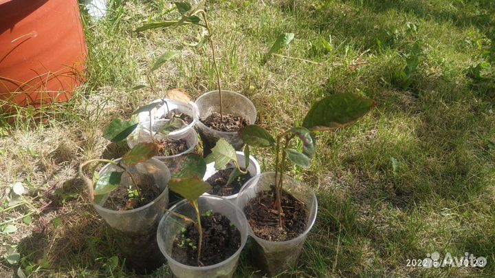 Мушмула японская