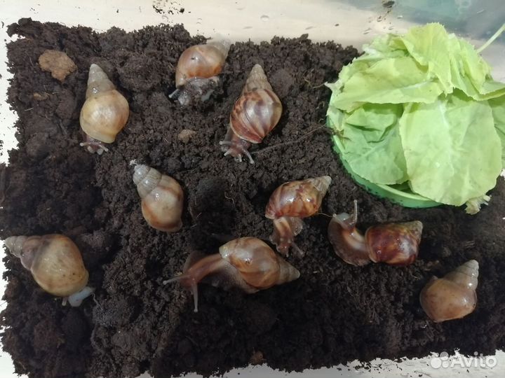 Улитки ахатины