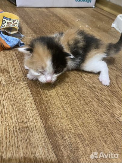 Отдам котят
