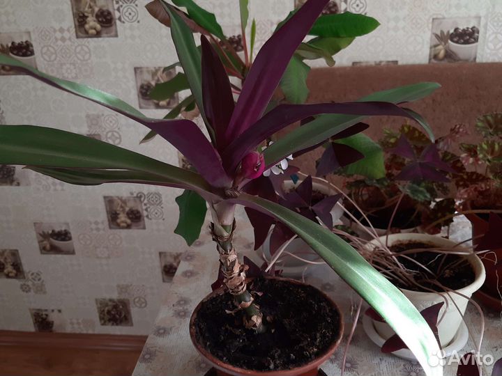 Комнатные цветы разные