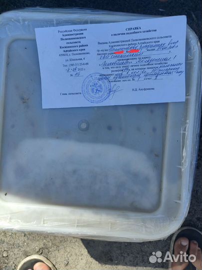 Продам Алтайский мед