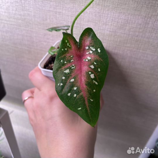 Каладиум Кейси