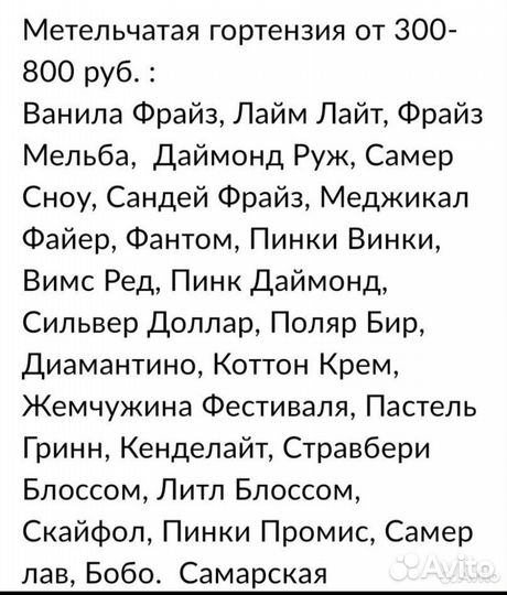 Гортензия метельчатая