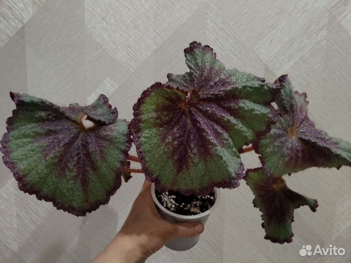 Бегонии сортовые