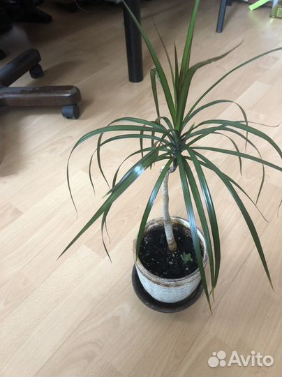 Драцена маргината