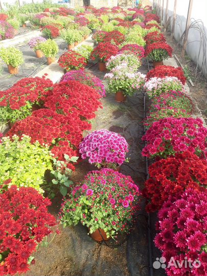 Хризантема мультифлора