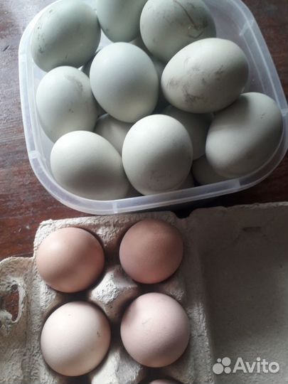 Инкубациионое яйца из домашних кур
