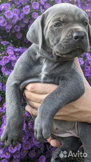 Щенки кане Корсо