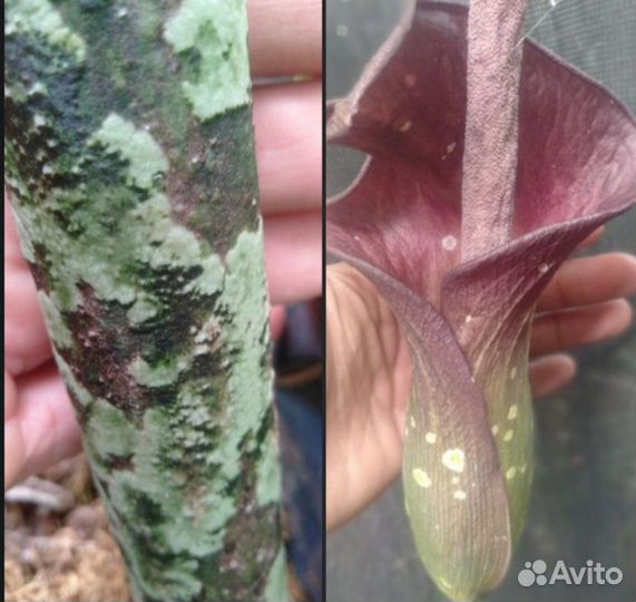 Amorphophallus Borneensis-в продаже сеянец