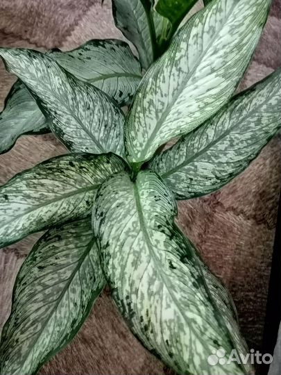 Диффенбахии красивые